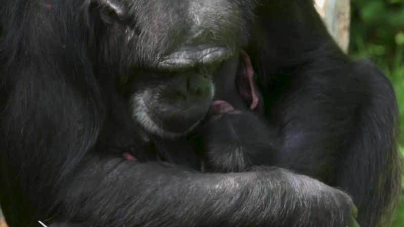 V britské zoo se narodilo mládě kriticky ohroženého šimpanze